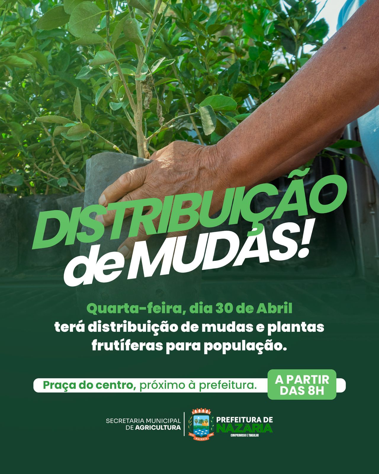 Prefeitura de Nazária realiza distribuição gratuita de mudas nesta quarta-feira (30)